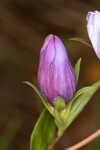 Catesby's gentian